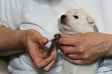 GRIFFES - WESTIE 080